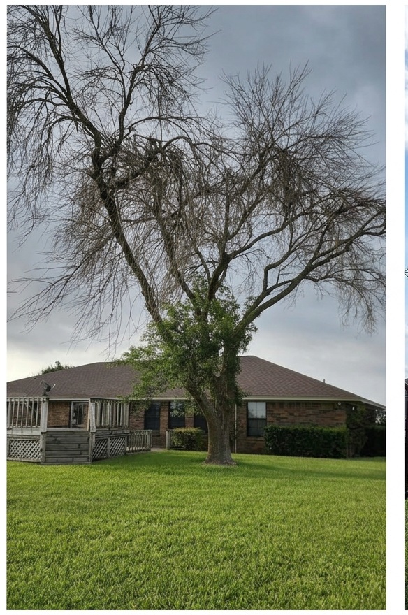 Tree Removal project before service